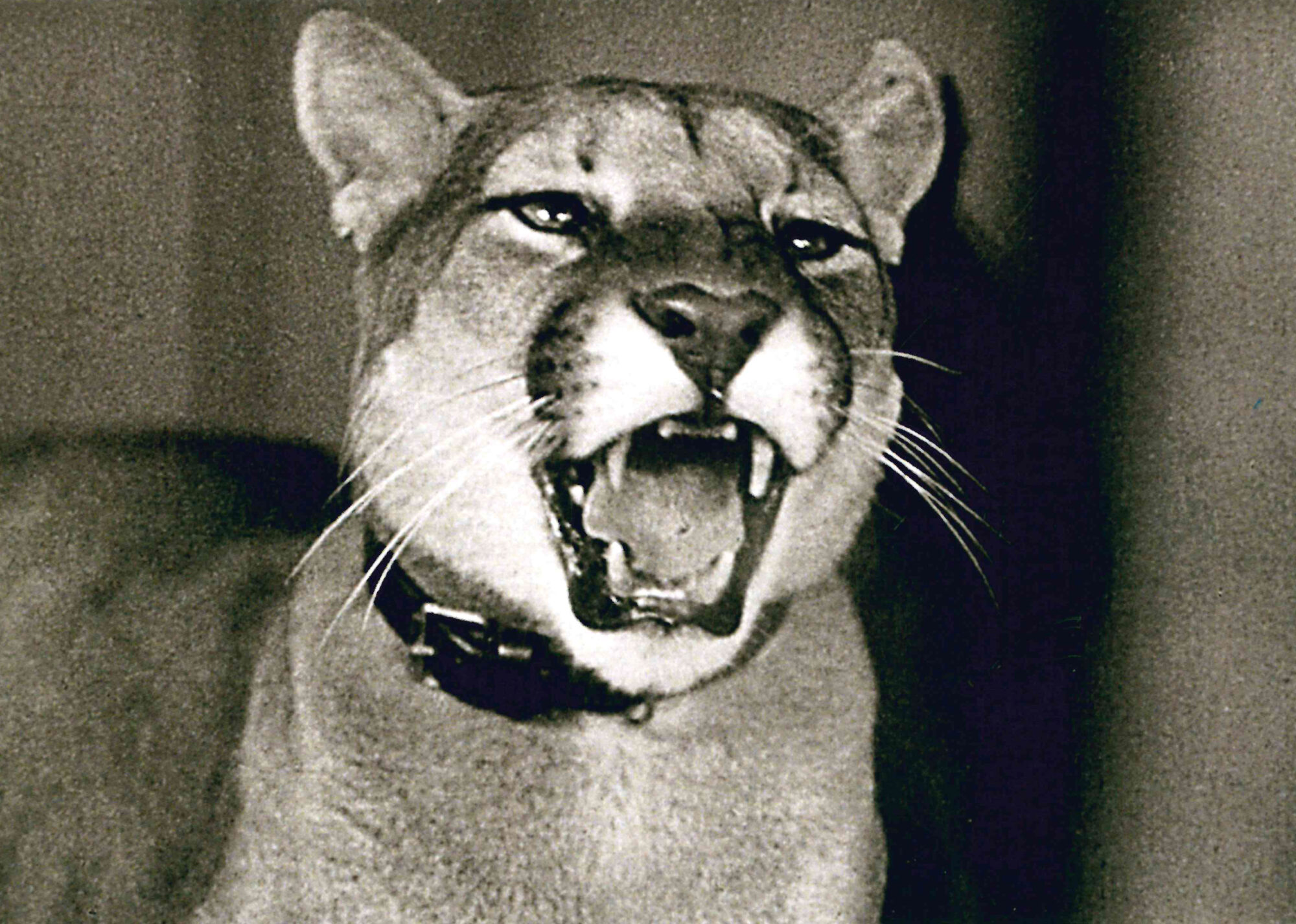 bild saknar alt attribut